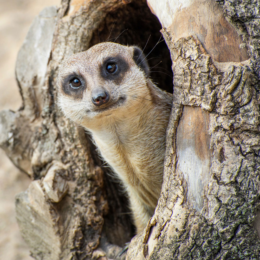 Activity Superstore Meerkat Encounter Gift Experience 2 Pack Image 2