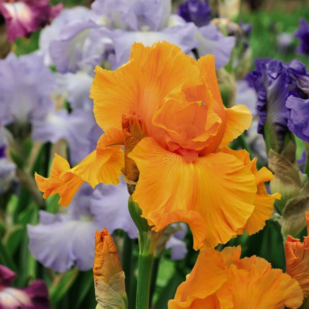 Thompson and Morgan Iris Re-Blooming Collection Rhizome 10 Pack Image 2