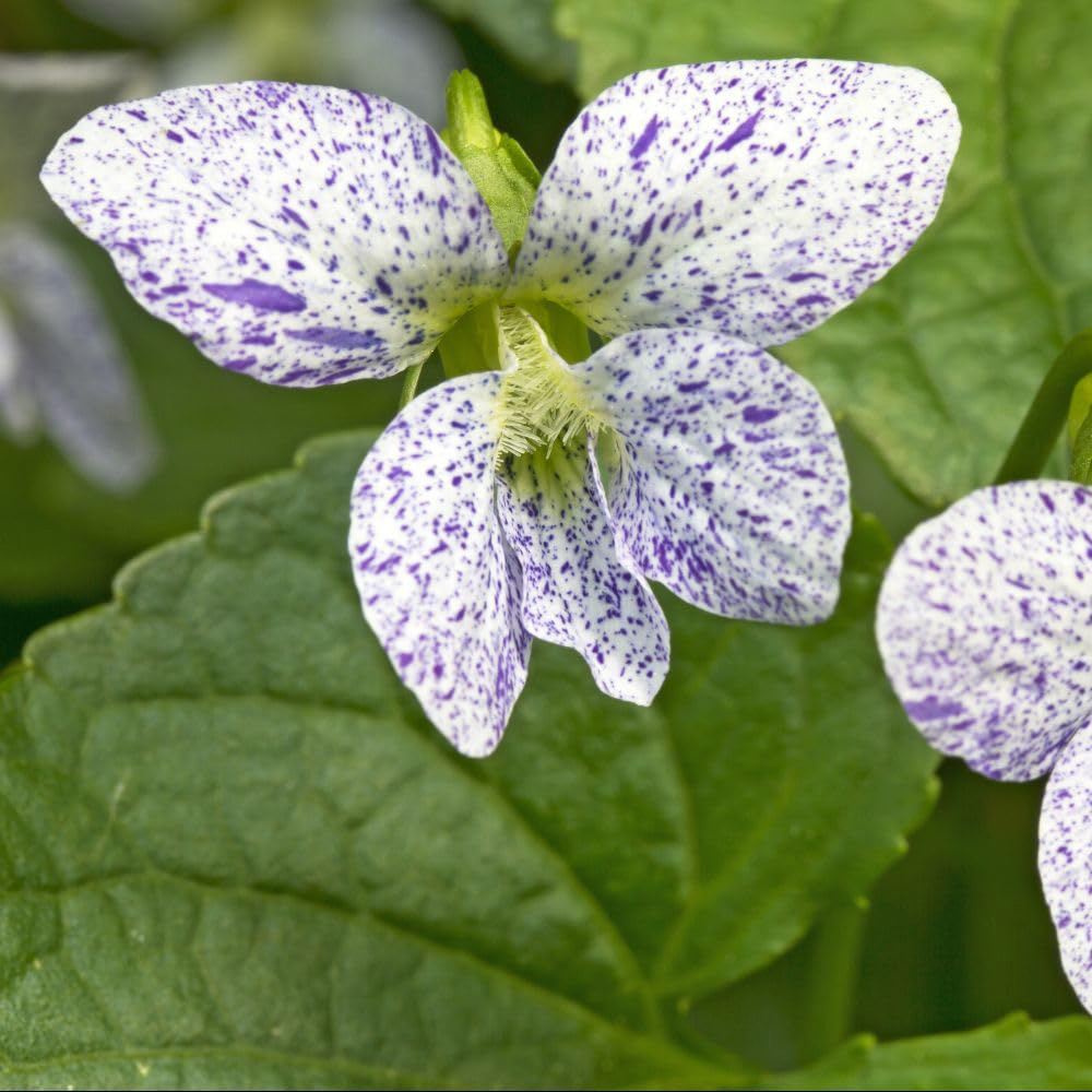 Thompson and Morgan Viola Sororia Freckles Plant Pot 9cm 2 Pack Image