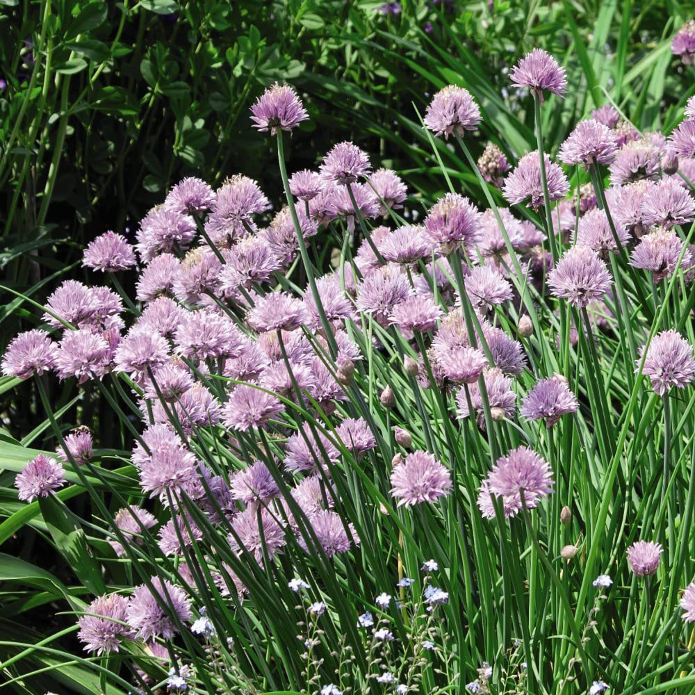 Thompson & Morgan Herb Chives Common Potted Plant 1L Image 4