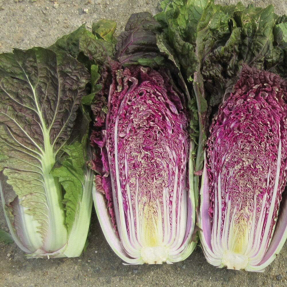 Thompson & Morgan Cabbage Chinese Scarvita F1 15 Seeds Packet Image