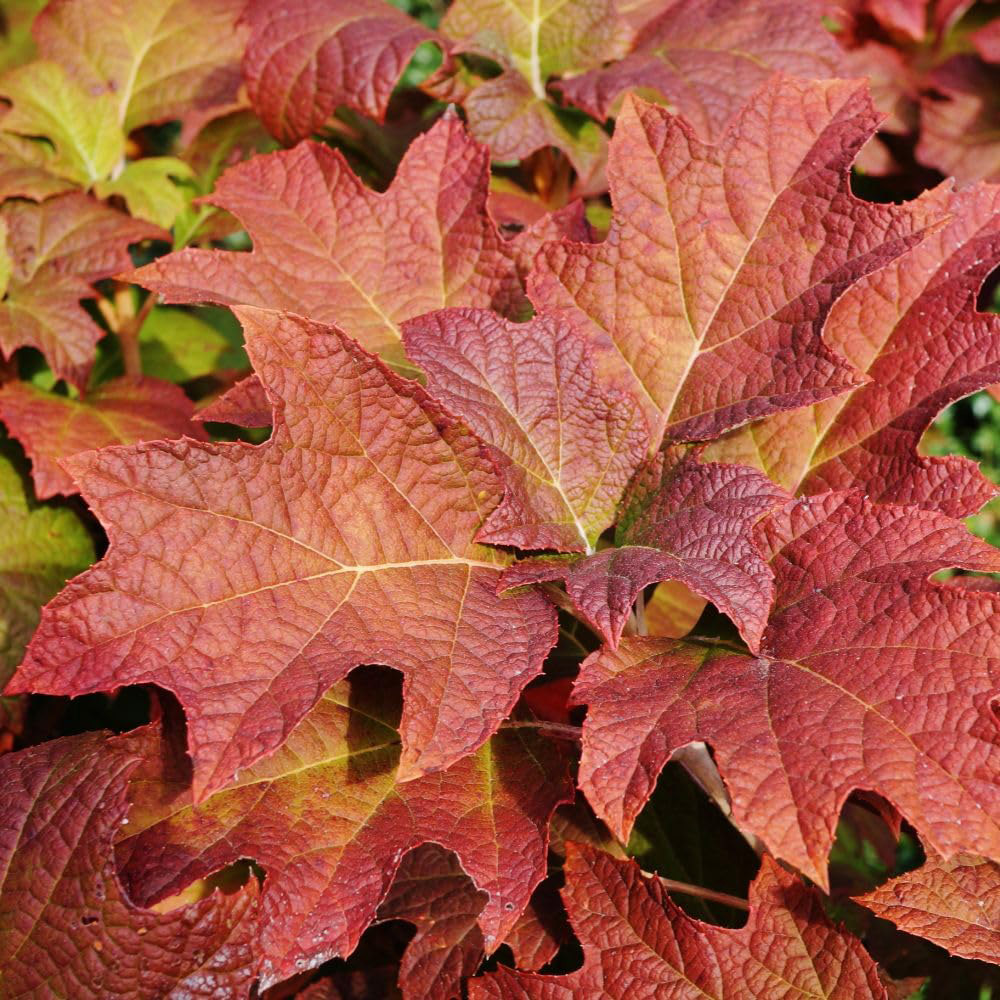 Thompson and Morgan Hydrangea Quercifolia Jetstream Plant Pot 25L Image 1