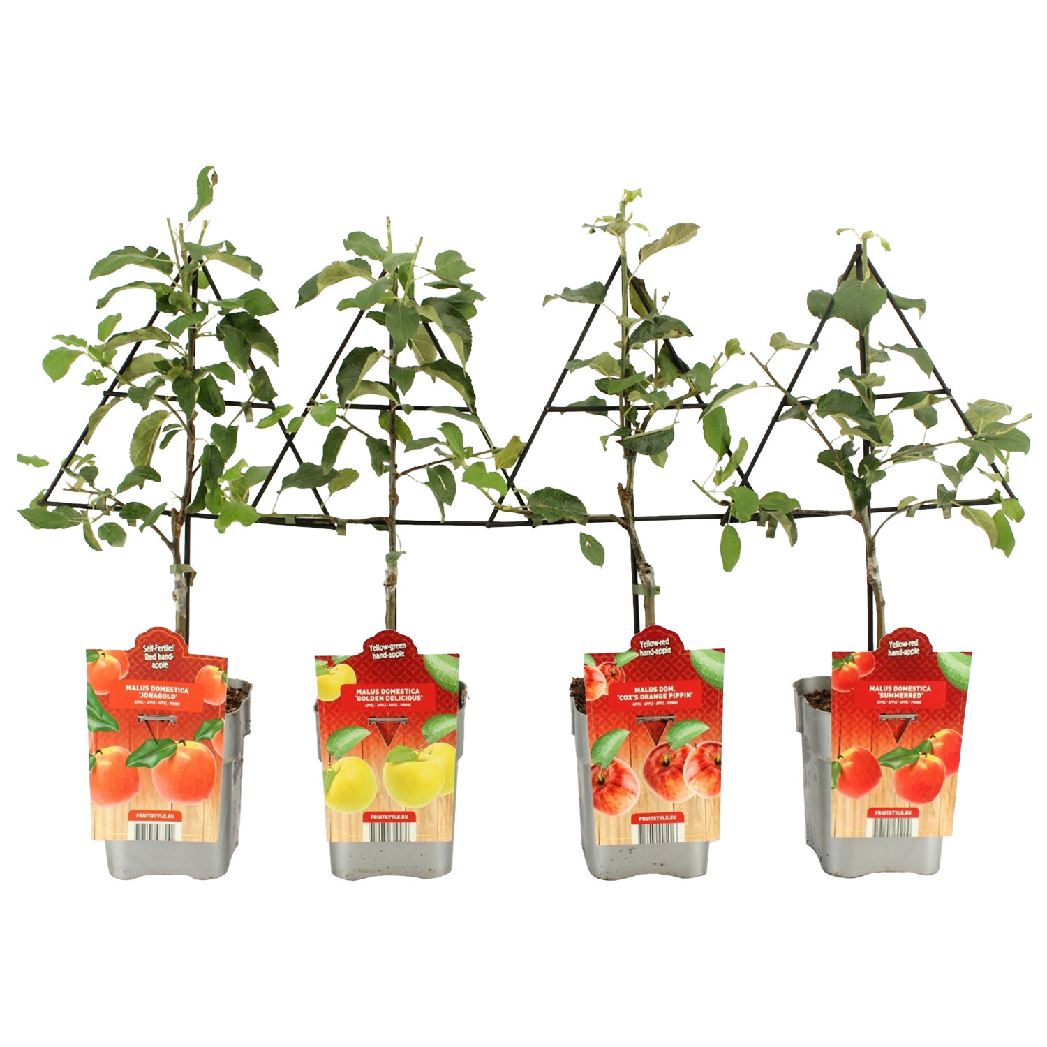 Apple Tree - Cox Orange Pippin Image