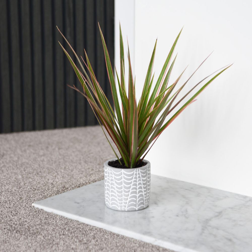 Thompson and Morgan Dracaena Marginata Bicolour Plant Pot 8.5cm 2 Pack Image 3