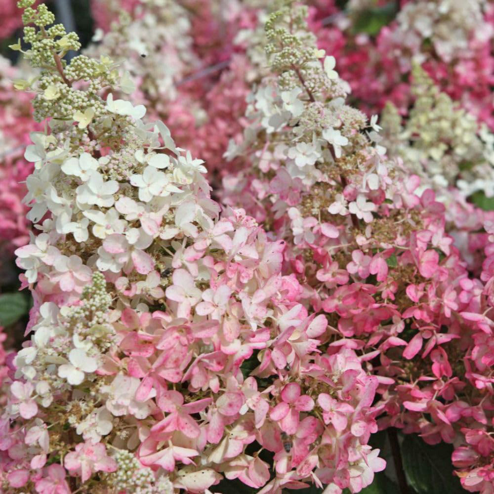 Thompson & Morgan Hydrangea Paniculata Pinky Winky Plant Pot 30L Image 1