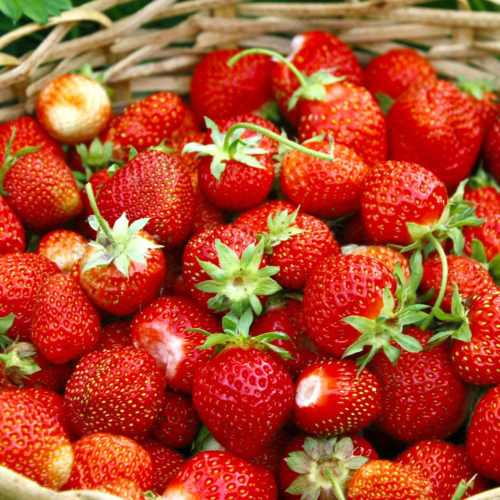 Thompson and Morgan Strawberry British Grown Wimbeldon Collection Plant Pot 9cm 6 Pack Image 3