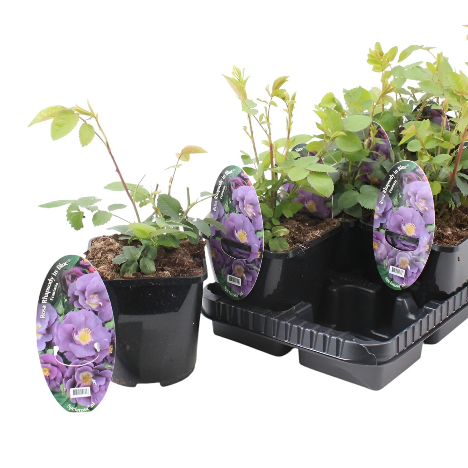 Rosa Polyantha Rhapsody Plant Image