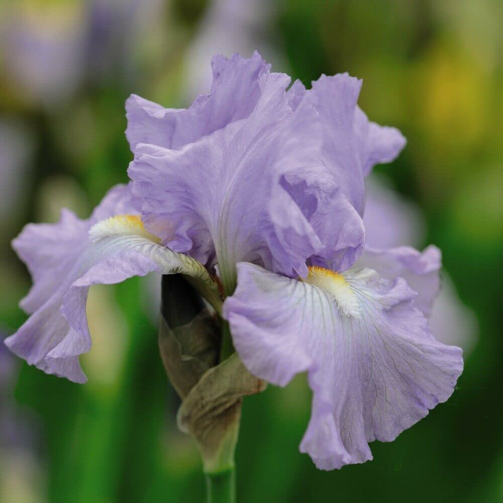 Thompson and Morgan Iris Re-Blooming Collection Rhizome 10 Pack Image 3