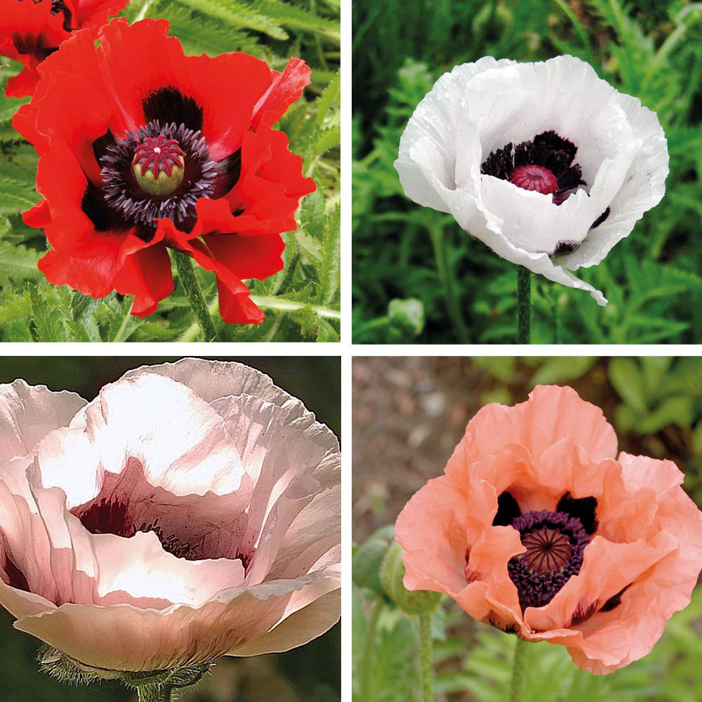 Thompson & Morgan Poppy Oriental Collection Bare Root 4 Pack Image 1