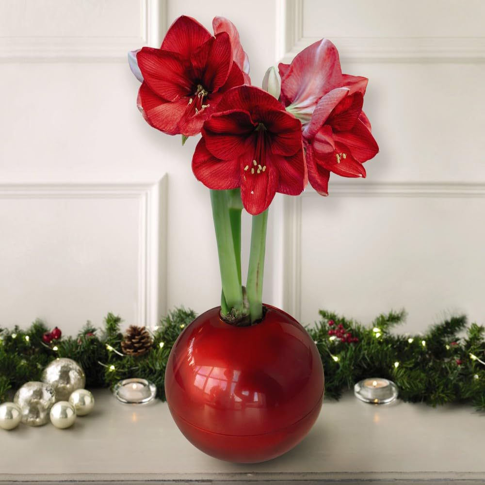Thompson and Morgan Christmas Gift Red Amaryllis Bulb in Globe 3 Pack Image 4