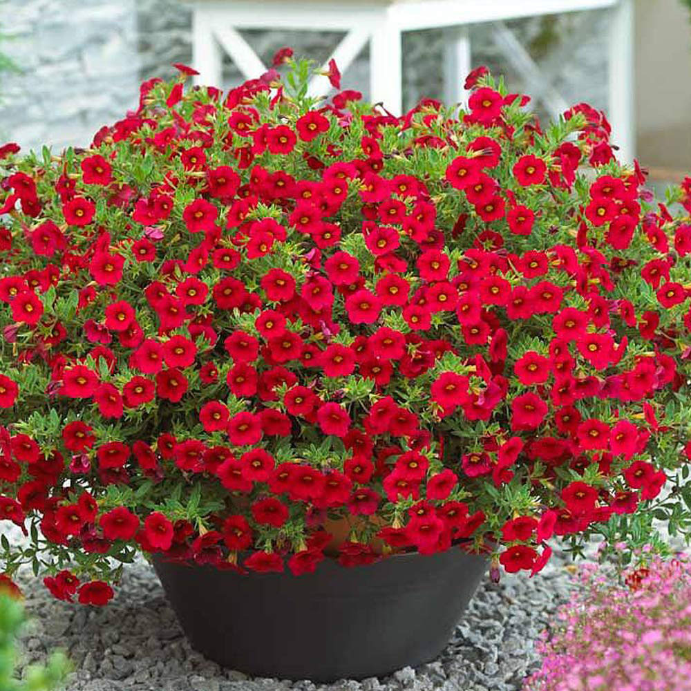 Thompson and Morgan Calibrachoa Million Bells Postiplug 5 Pack Image 4
