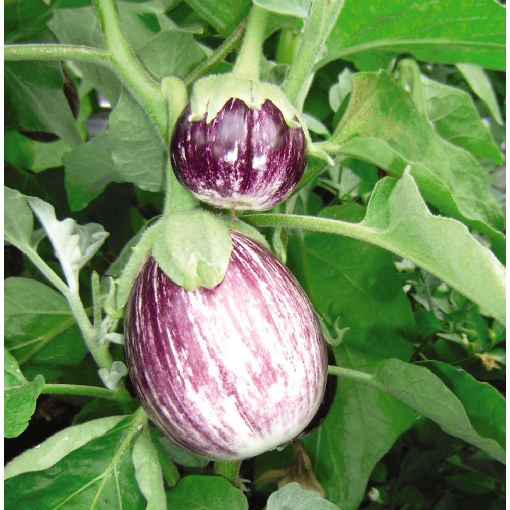 Thompson and Morgan Aubergine Pinstripe Seeds Image 4