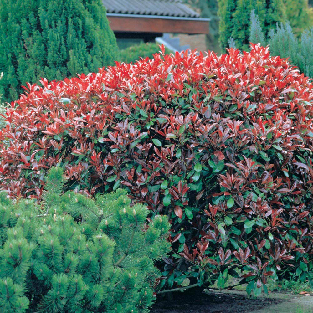 Thompson and Morgan Photinia Red Robin Plant Pot 9cm Image 3