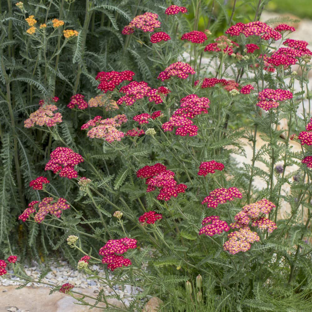 Thompson and Morgan Achillea Cerise Queen Plug Plant 6 Pack Image 4