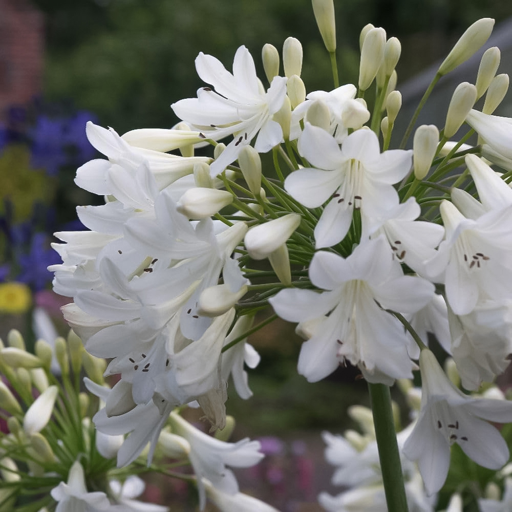 Thompson and Morgan Agapanthus Arctic Star Plant Pot 9cm Image 1