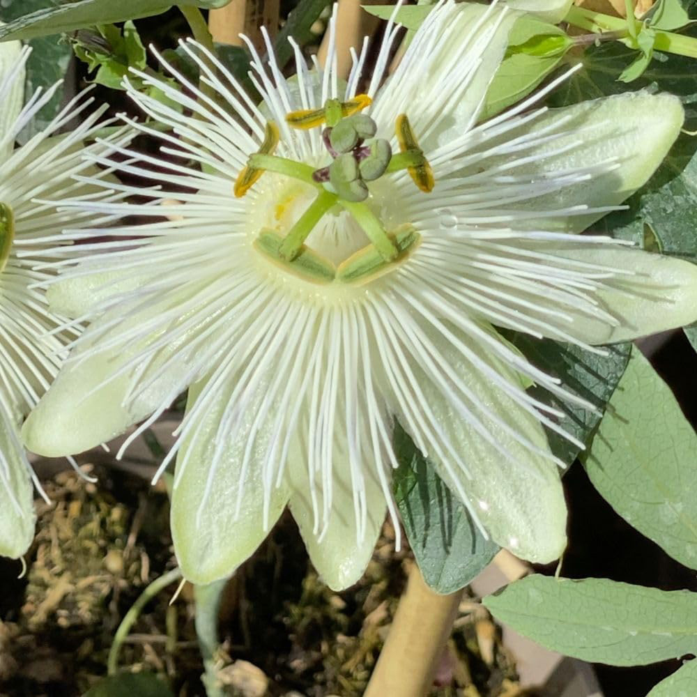 Thompson and Morgan Passiflora Snow Queen Plant Pot 3L Image