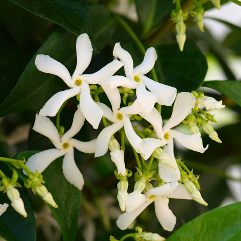 wilko Trachelospermum Star Jasmine Plant 80-100cm Image