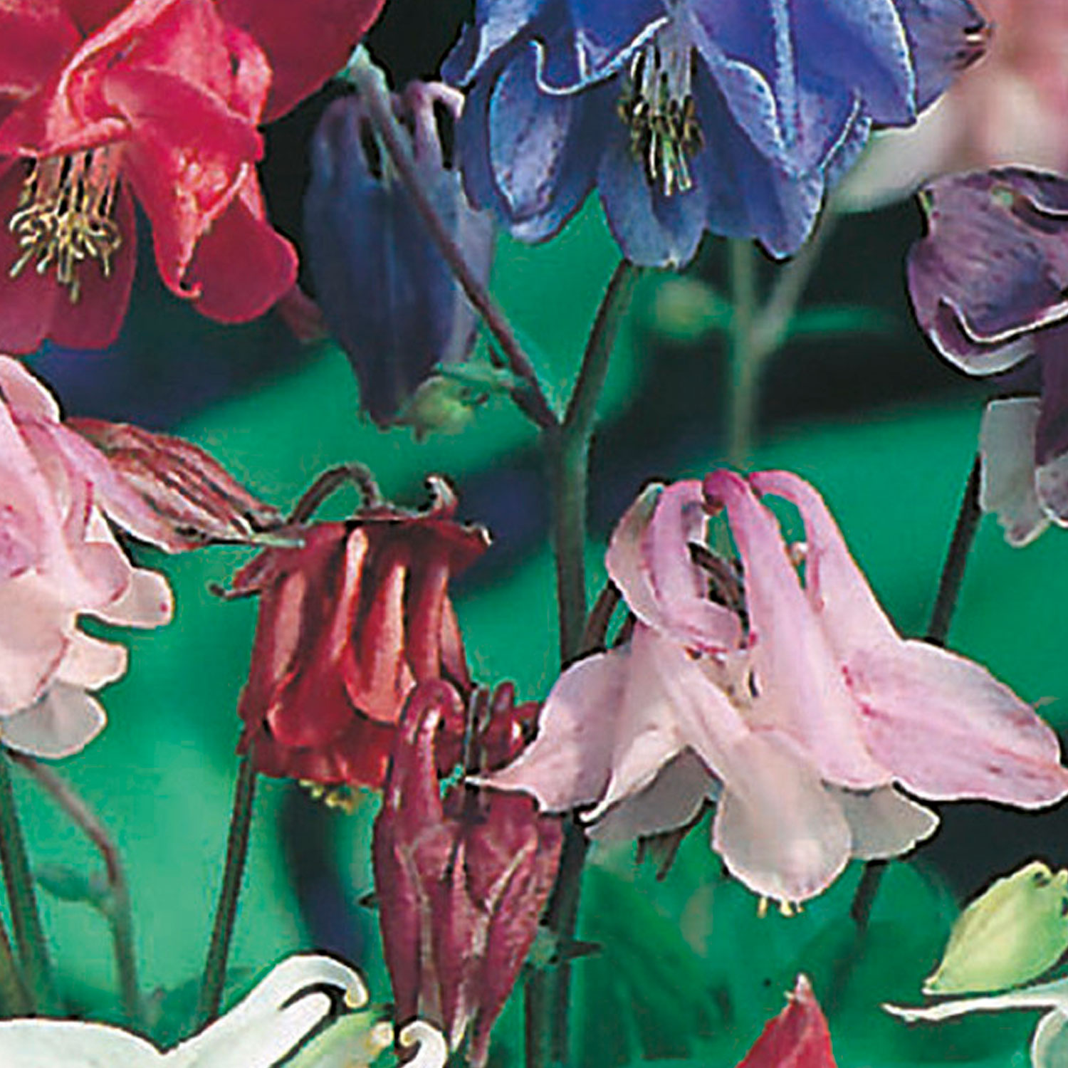 Johnsons Aquilegia Biedermeier Mixed Flower Seeds Image 1