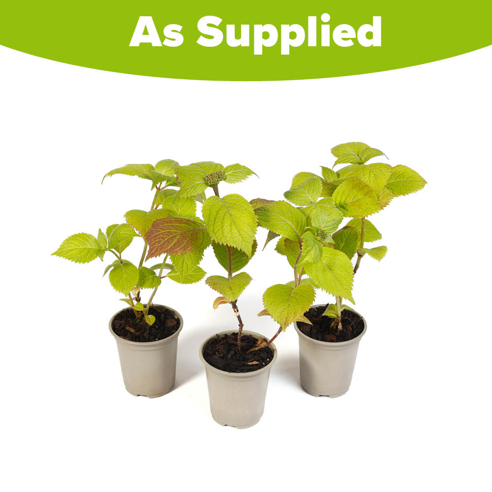 YouGarden Hydrangea Serrata Magic Pillow Plant Pot 9cm 3 Pack Image 3
