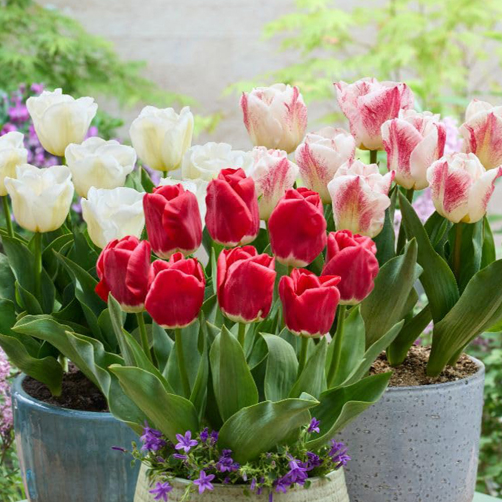 Thompson and Morgan Tulip Calgary Mix Bulbs 9 Pack Image 1