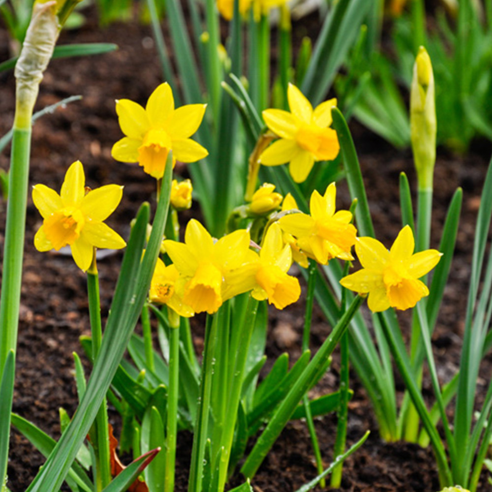 wilko Narcissus Tete a Tete Golden Yellow Planting Bulb 100 Pack Image 1