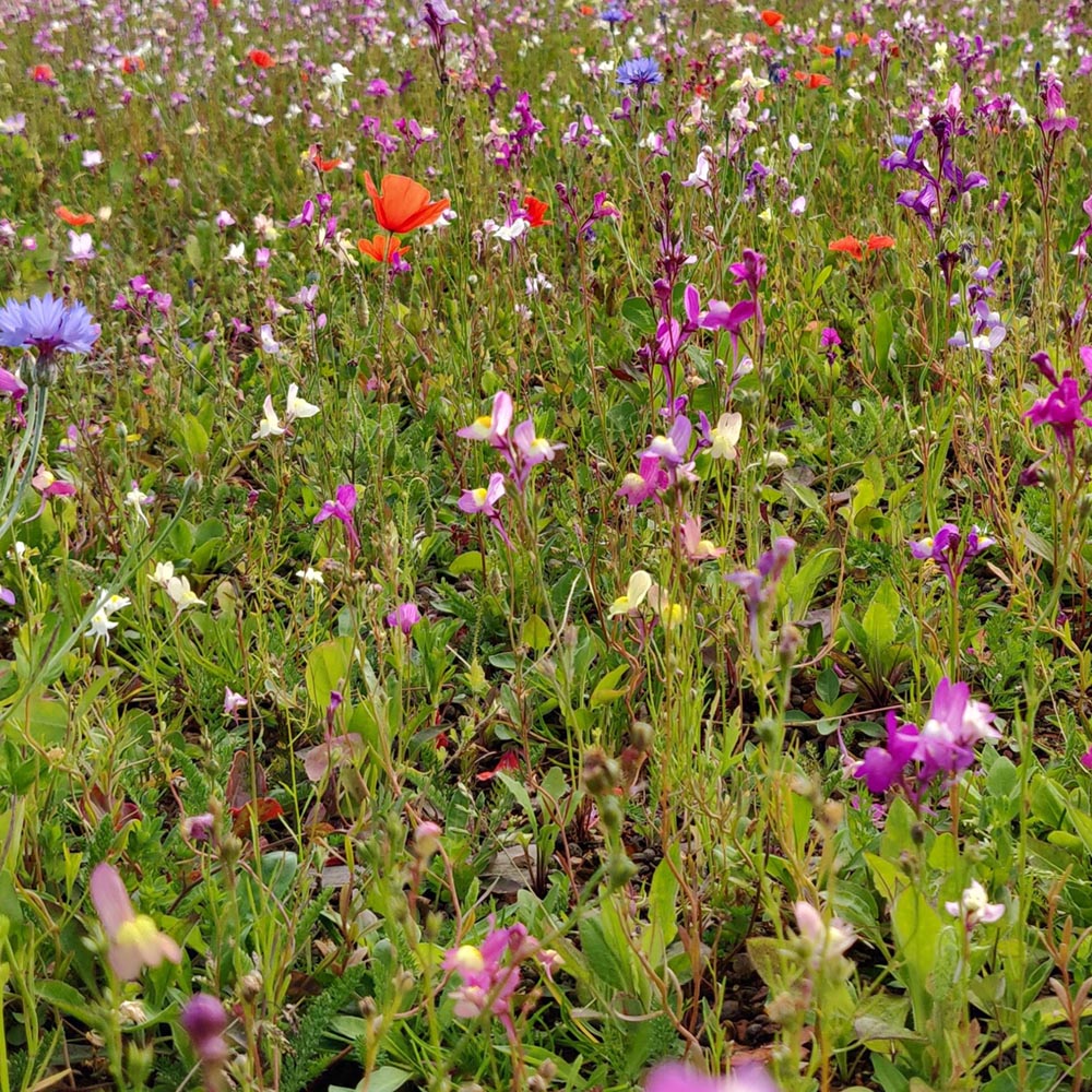 Harrowden Birds and Bees Meadowmat 10sqm Image 4