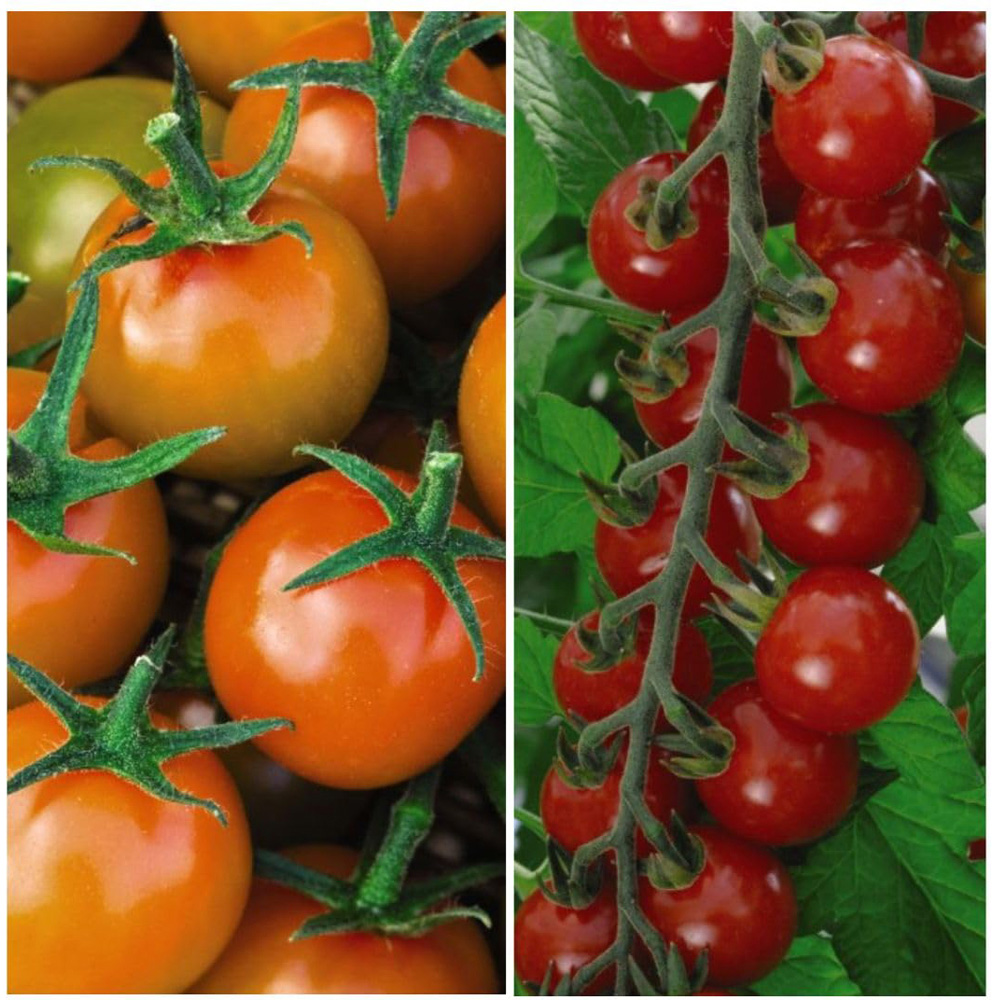 Thompson & Morgan Tomato Sweetest Duo 2 Seeds Image 1