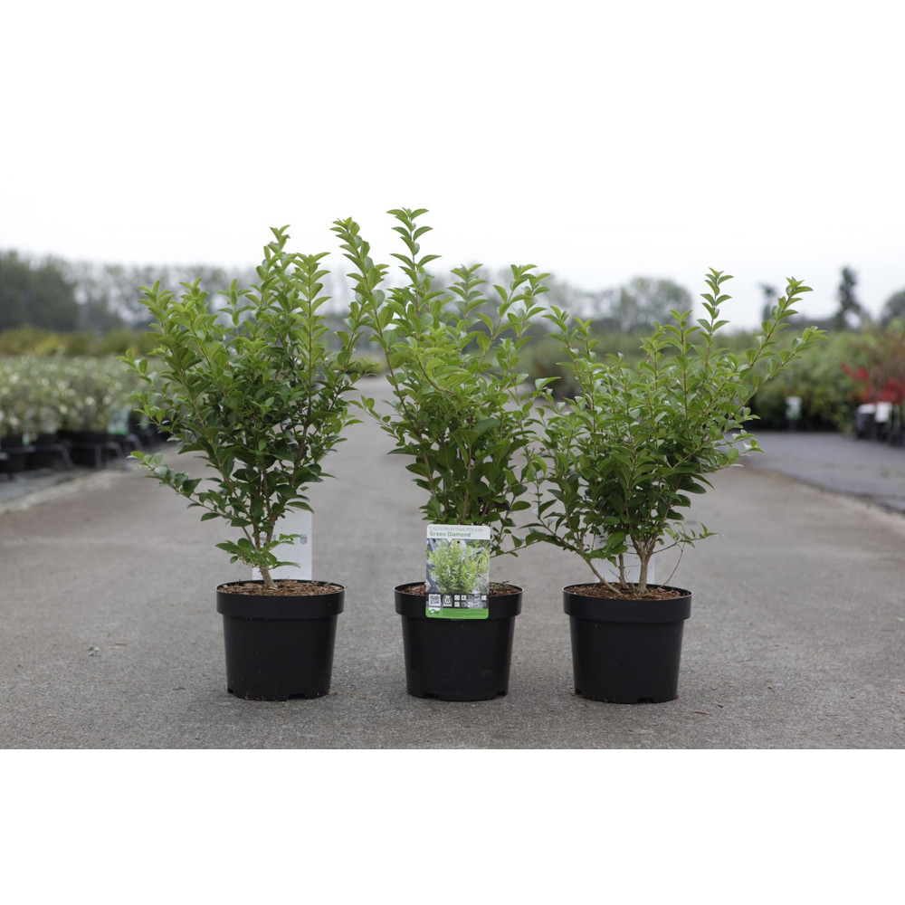 Thompson & Morgan Ligustrum Ovalifolium Green Diamond Plant Pot 10L Image 2