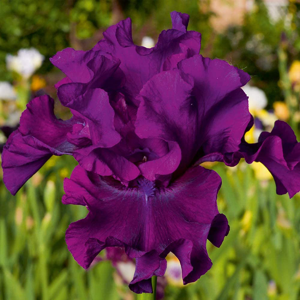 Thompson and Morgan Iris Cantina Rhizome Image 1