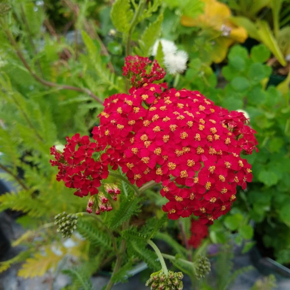 Thompson and Morgan Achillea Millefolium The Beacon Plant Pot 2L Image 2