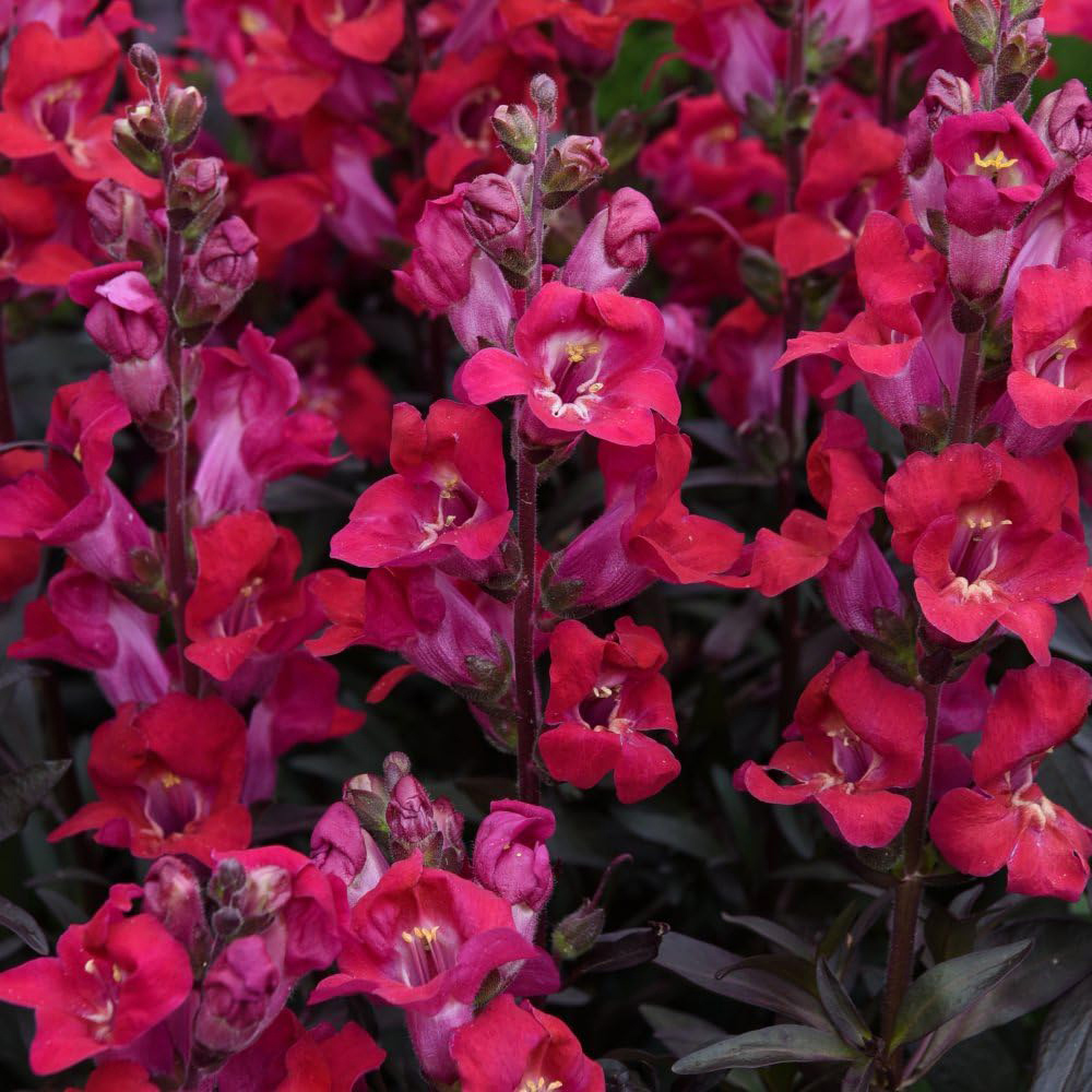 Thompson and Morgan Antirrhinum Cherry Cola Garden Ready Plant 30 Pack Image 1