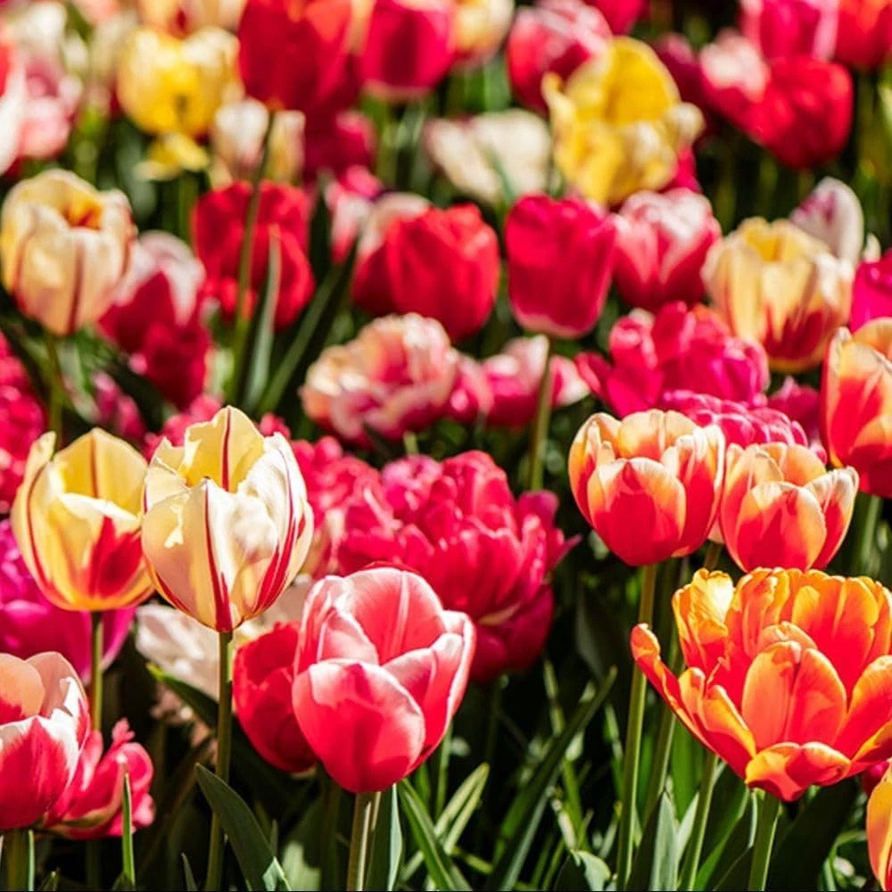 Thompson and Morgan Tulip Cutting Mixed Planting Bulb 40 Pack Image 4