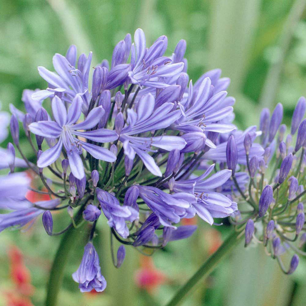Thompson and Morgan Agapanthus Blue storm Plant Pot 3.5L 2 Pack Image 1