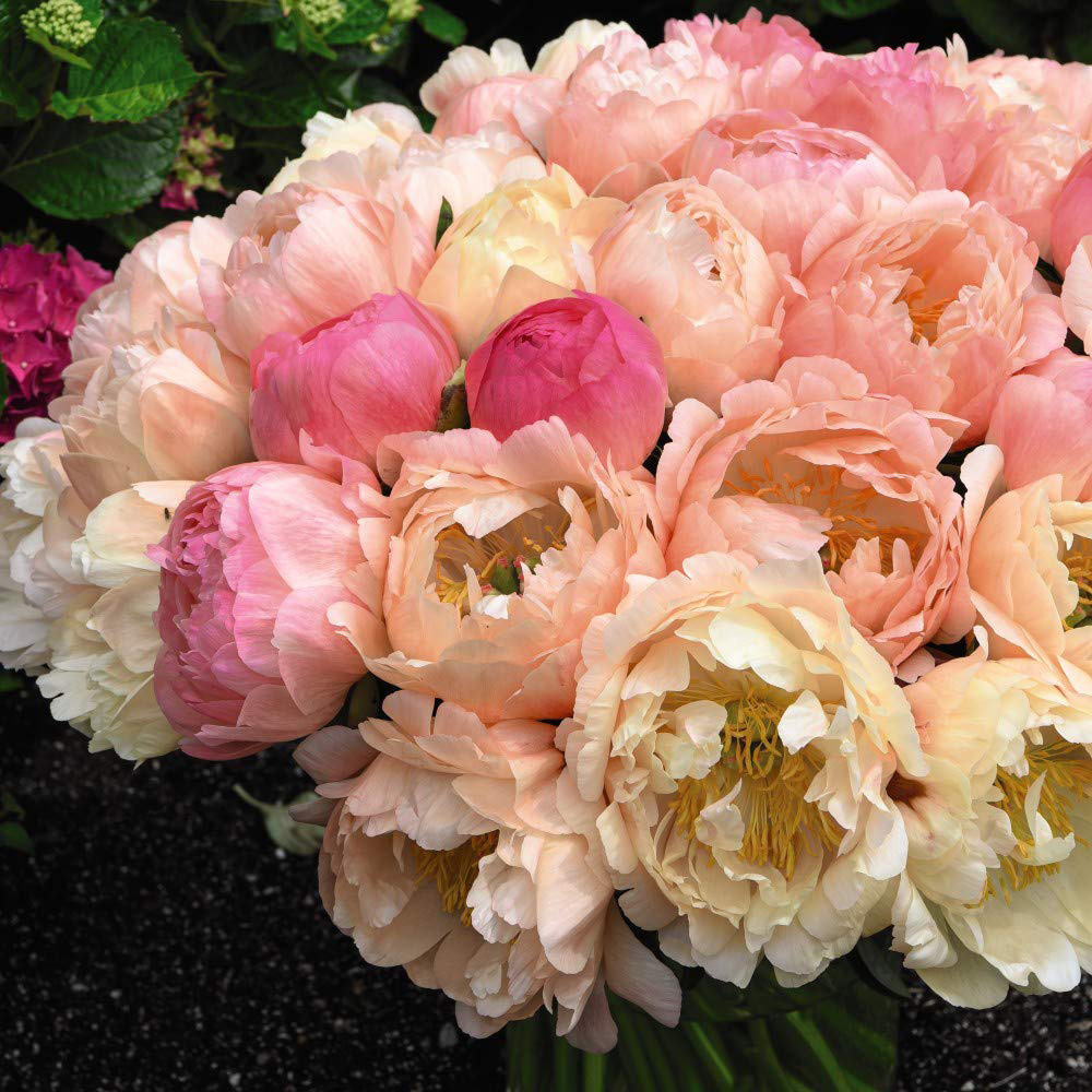 Thompson & Morgan Peony Coral Sunset Bare Root Image 3