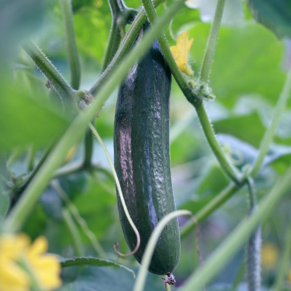 Thompson & Morgan Cucumber Burpless Tasty Green F1 Hybrid Seeds Image 1