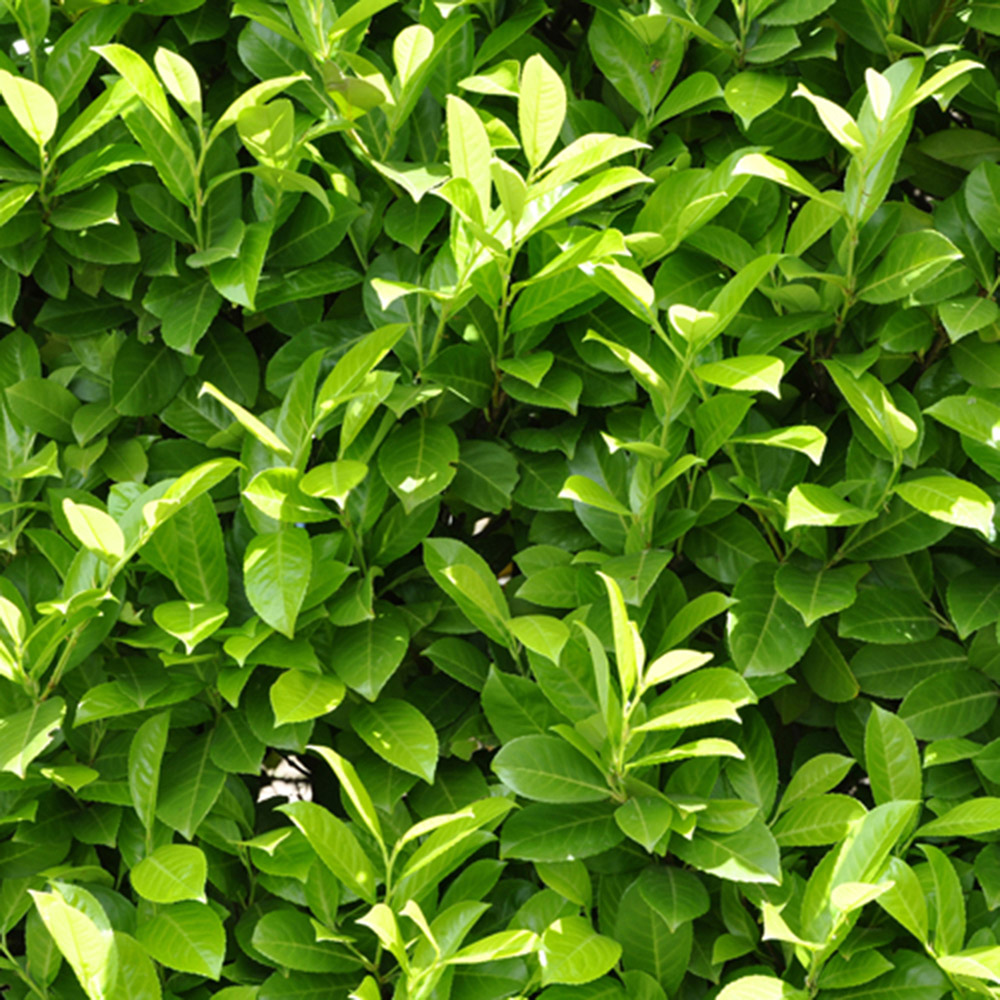 YouGarden Laurel Hedging Prunus Laurocerasus Plant in Pot 9cm 24 Pack Image 1