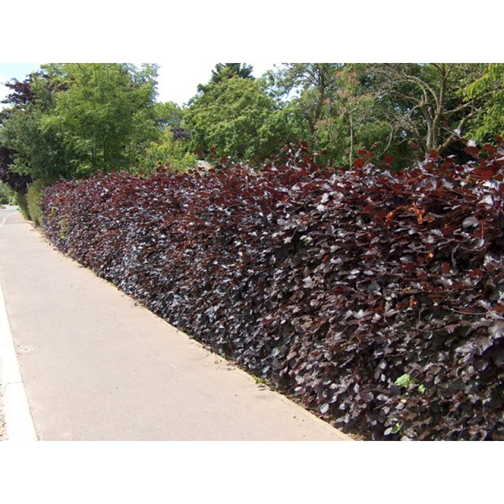 Inspirational Gifting Purple Beech Semi-Evergreen Bare Root Hedge Plant 2-3ft 20 Pack Image 5