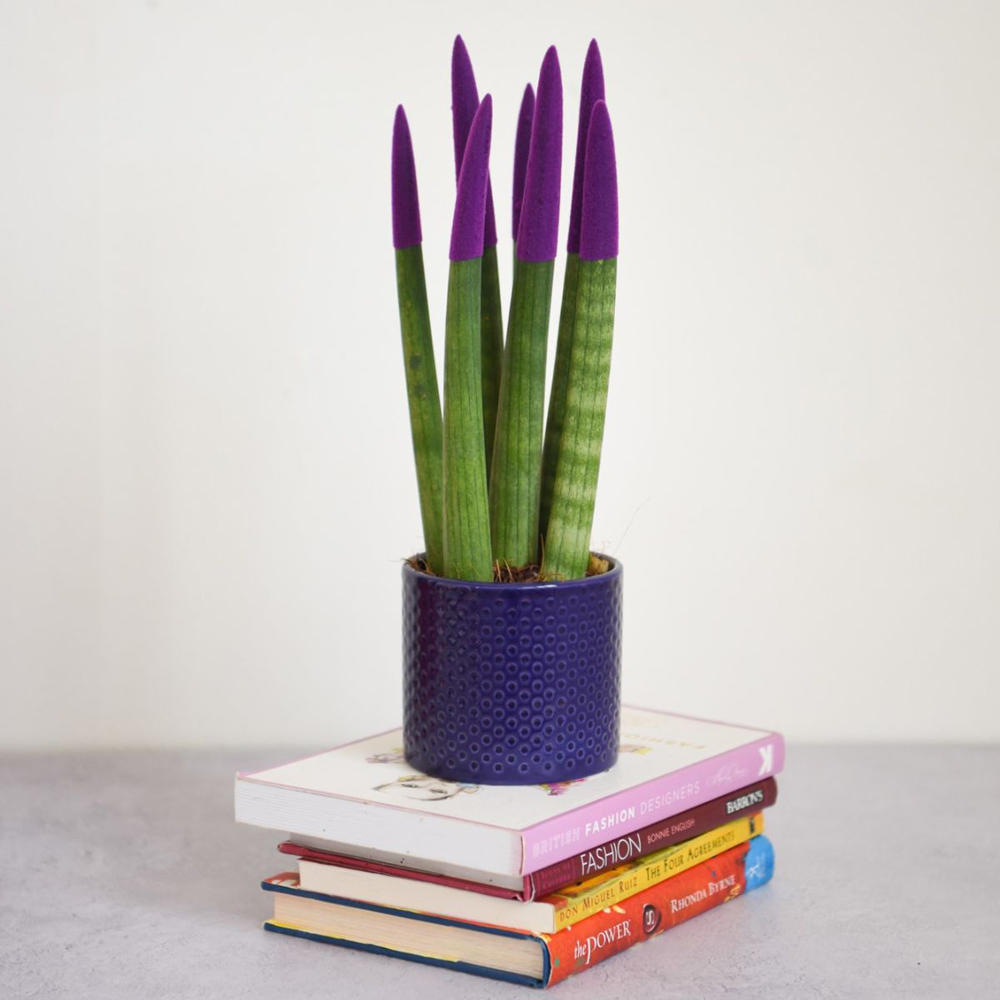 Thompson and Morgan Sansevieria Cylindrica Plant in Ceramic Pot 9cm 3 Pack Image 7