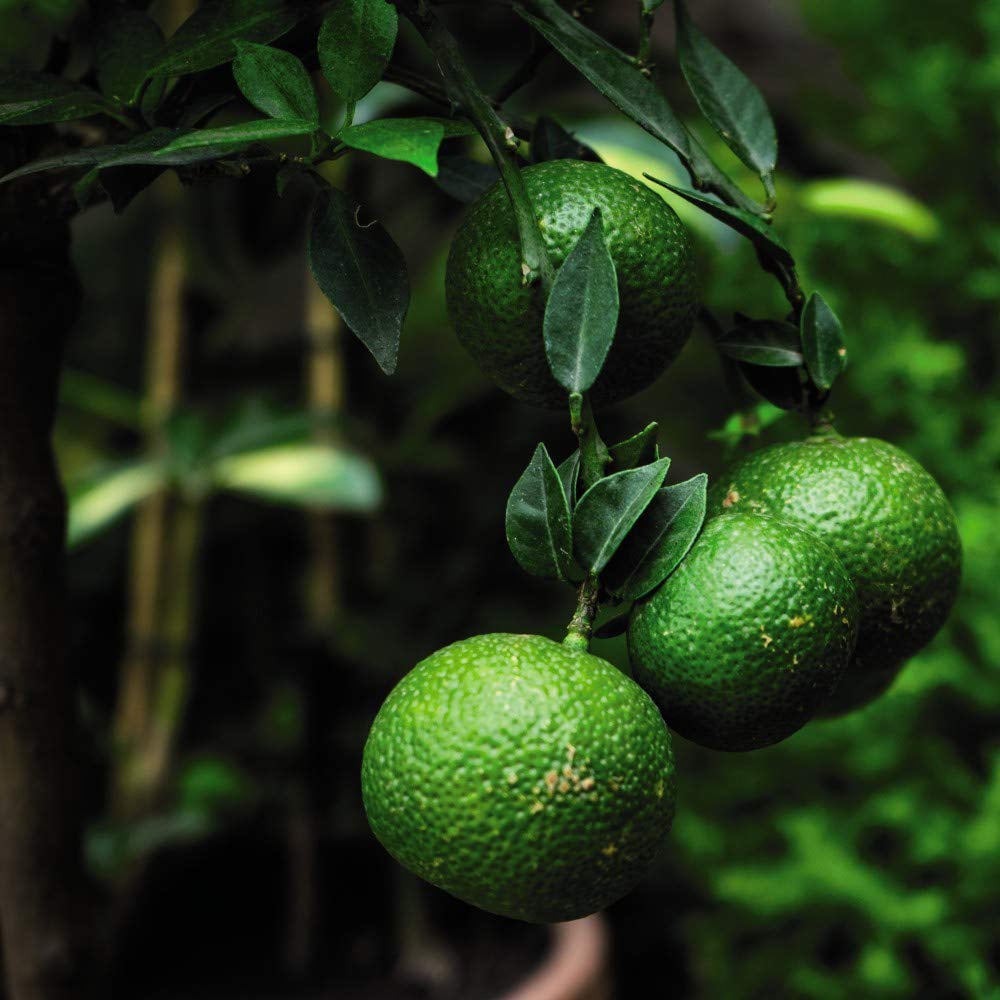 Thompson & Morgan Citrus Lime Tree Potted Plant 9cm 2 Pack Image 4