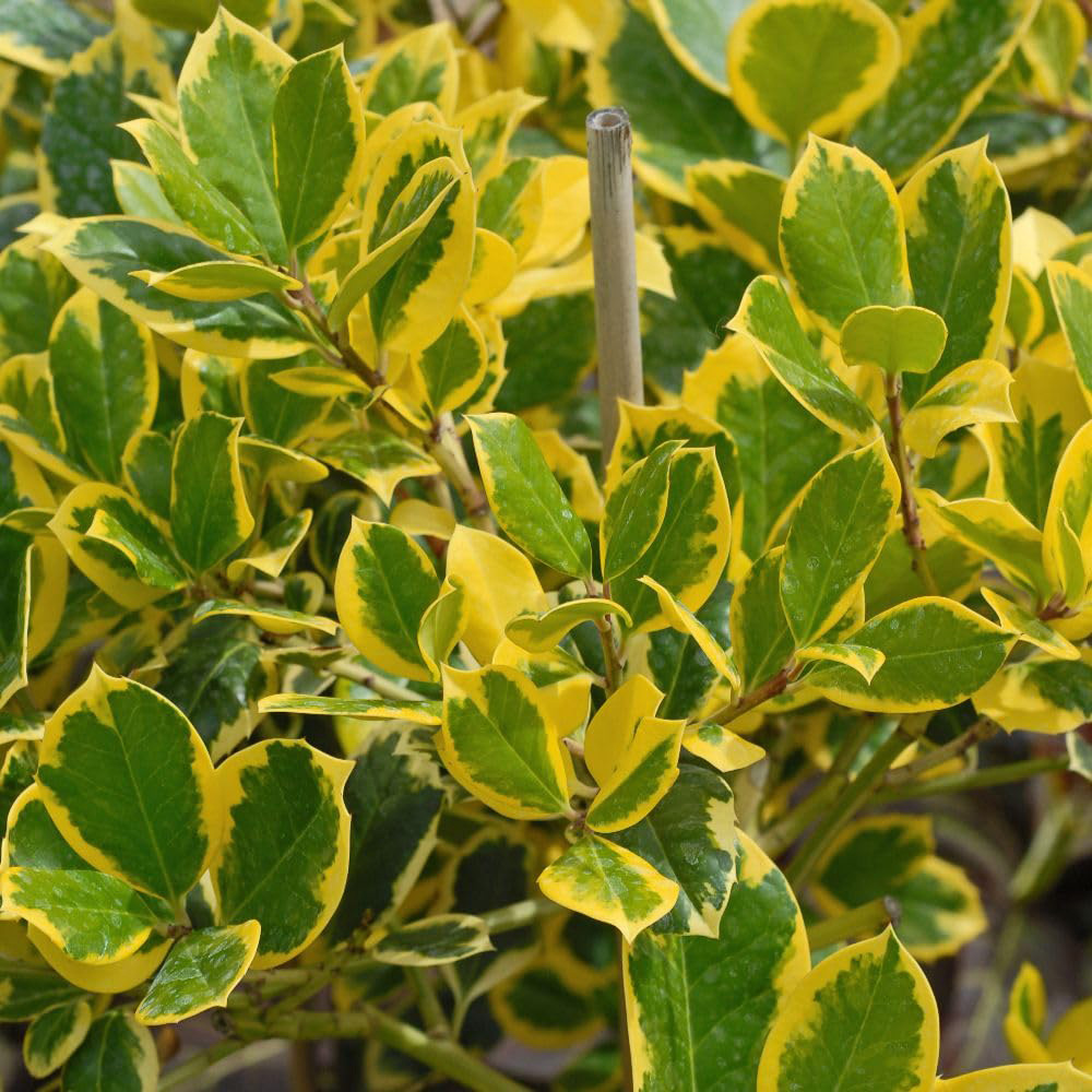 Thompson and Morgan Ilex Holly Altaclerensis Golden King Plant in Pot 35L Image 6