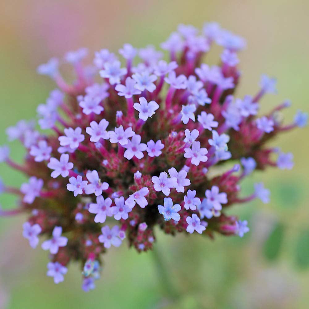 Thompson and Morgan Verbena Bonariensis Garden Ready Plant 30 Pack Image 2