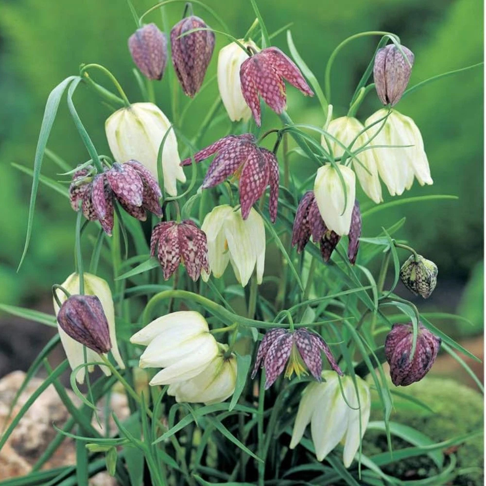 Thompson and Morgan Fritillaria Meleagris Mix Autumn Planting Bulb 80 Pack Image 8