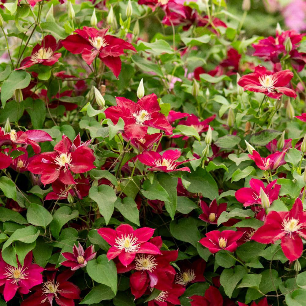 Thompson and Morgan Clematis Elpis Plant Pot 3L Image 2