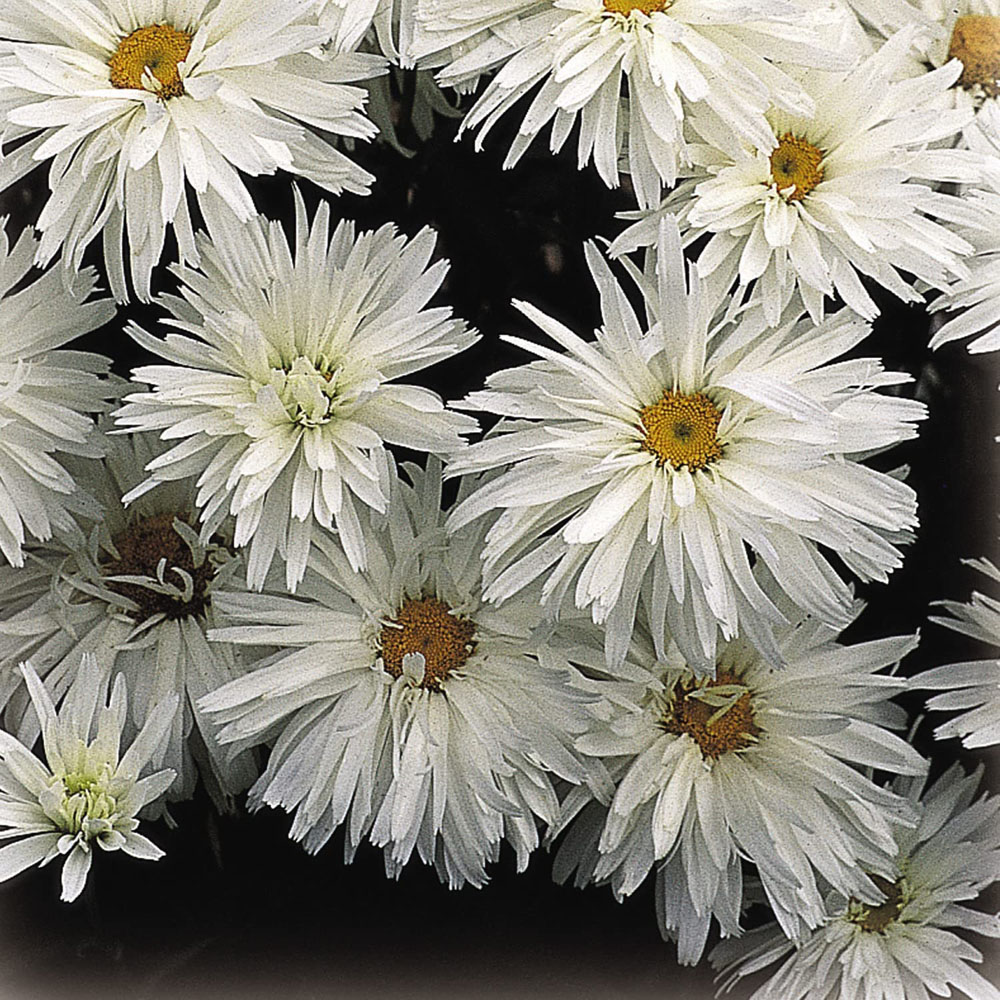 Thompson & Morgan Leucanthemum Crazy Daisy Plant Pot 9cm Image 4