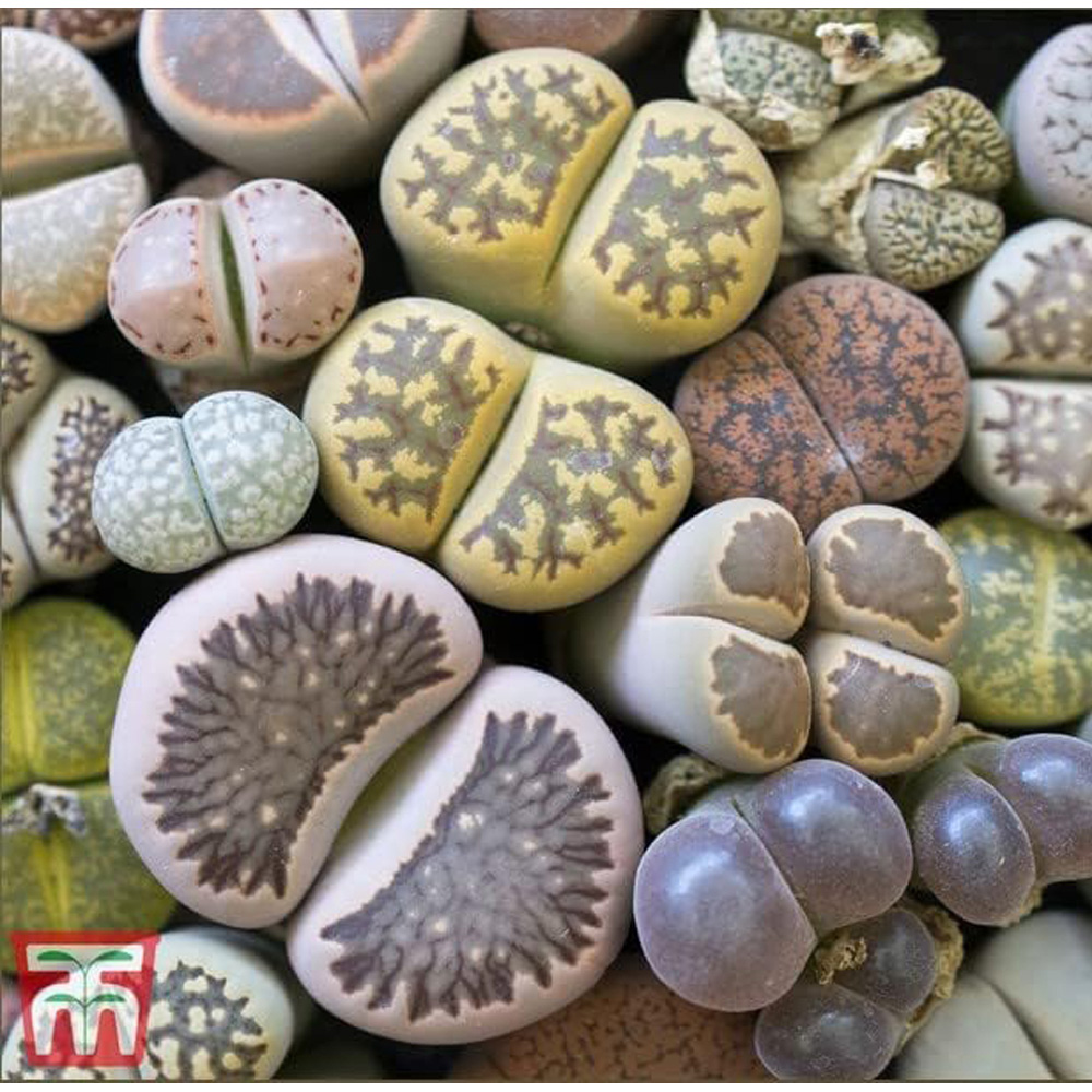 Thompson & Morgan Living Stone Plant Seeds Image 2