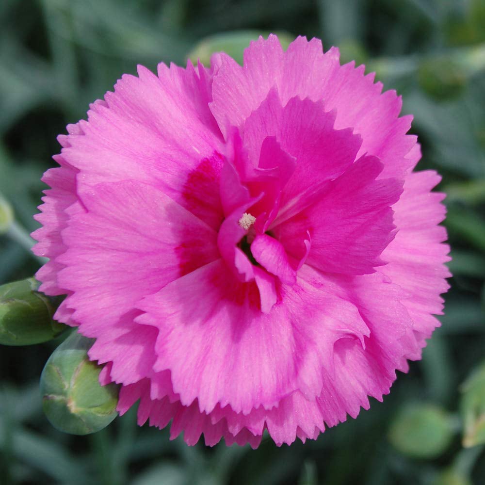 Thompson and Morgan Dianthus Tickled Pink Potted Plant 1.5L Image 1