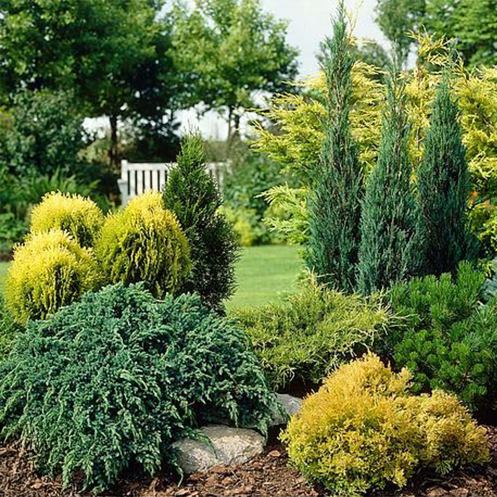 Thompson and Morgan Nurseryman's Choice Conifer Plant Pot 9cm Image 1