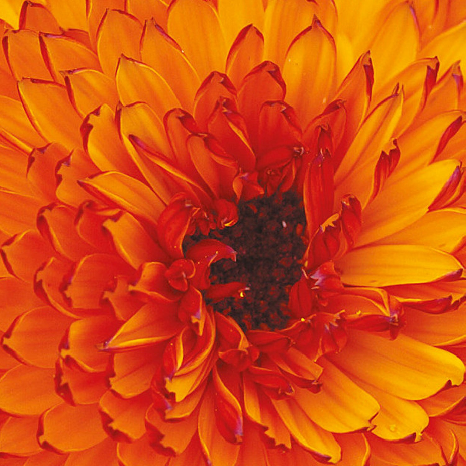 Johnsons Calendula Neon Flower Seeds Image 1