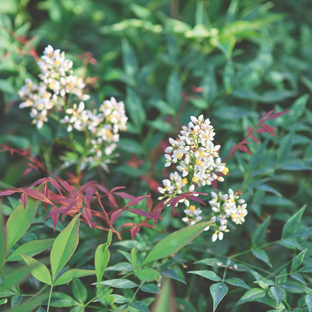 Thompson and Morgan Nandina Domestica Plant in Pot 15L Image 3
