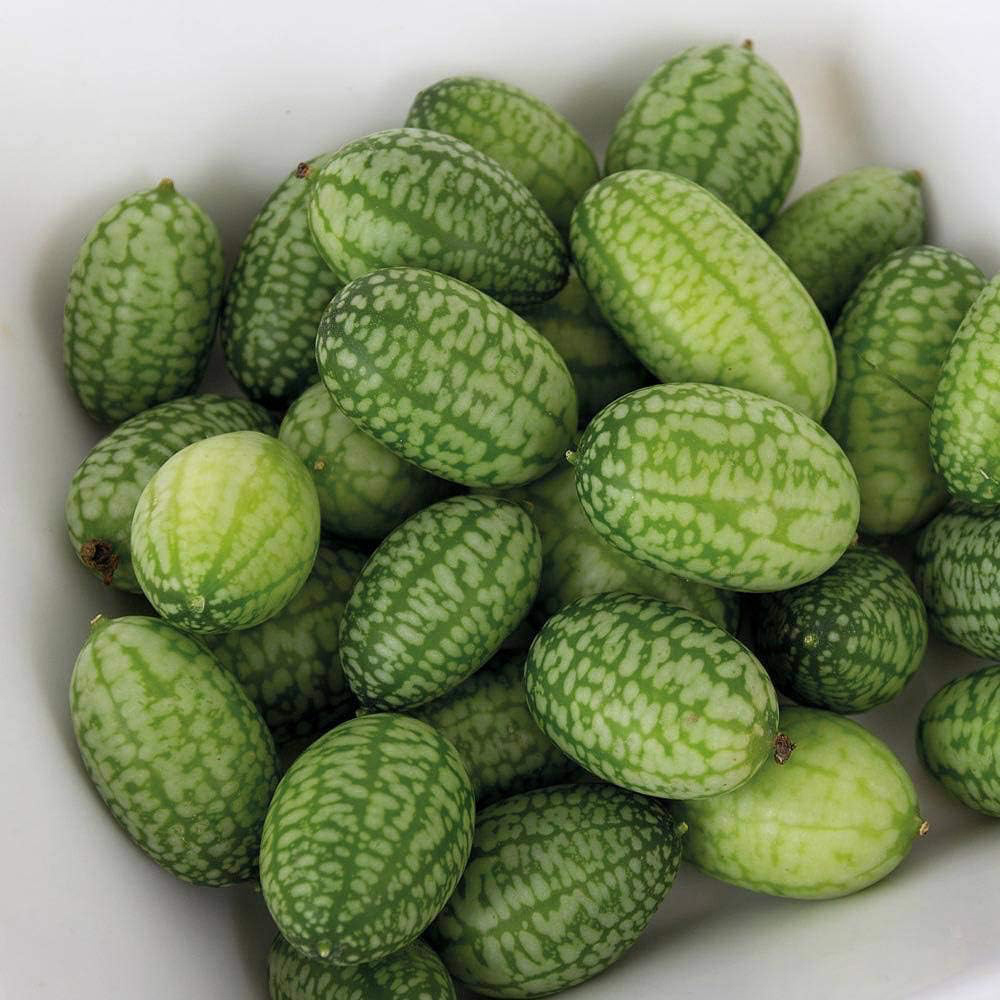 Thompson & Morgan Cucamelon Melothria 20 Seeds Packet Image 1